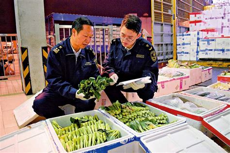 货源充裕深圳供港蔬菜增逾两成 内地海关全程监管