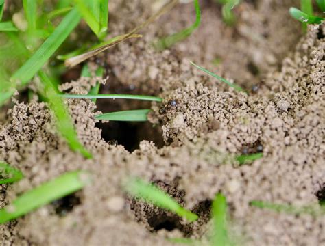 How to Kill Ants in Your Lawn - Backyard Boss