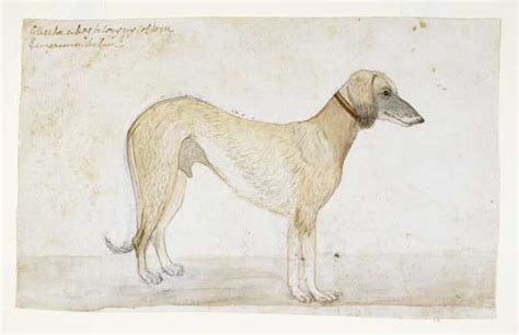 Splainer | The other purebred: History of Indian dogs