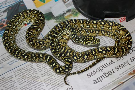 Image result for Pure Diamond Python