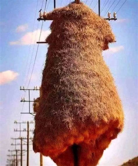 Photographer Dillon Marsh captured in his series “Assimilation” the astonishing communal nests ...
