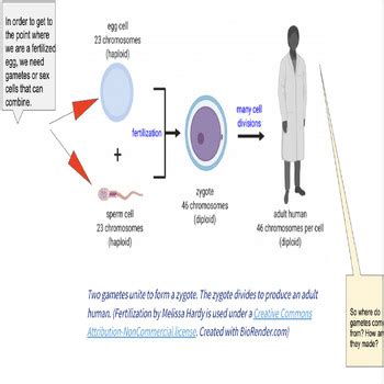 Image result for Heritable Variation