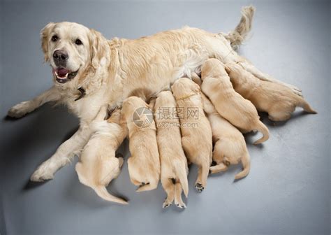 纯种金毛幼犬狗狗出售 宠物金毛犬可支付宝交易 金毛犬 /编号10087000 - 宝贝它