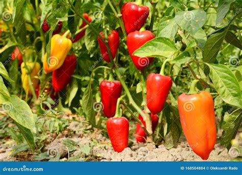 Sweet Pepper Planting in the Garden. Growing, Harvesting Bell Peppers ...