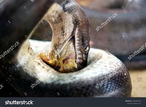 Image result for Python Snake Eating