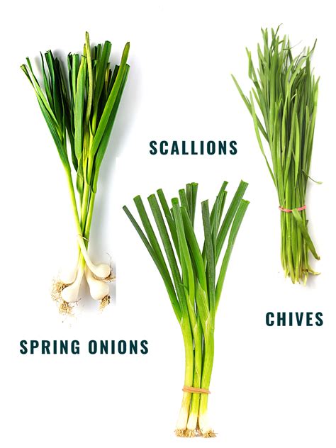 Scallions Vs Green Onion Green Onions Vs Scallions Vs Spring Onions: