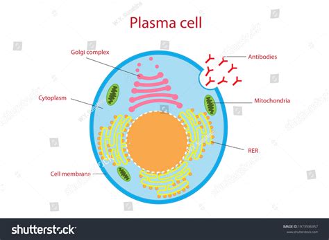 Plasma Cell Structure 的图像结果