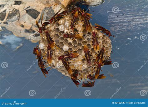 Red Wasp Nest