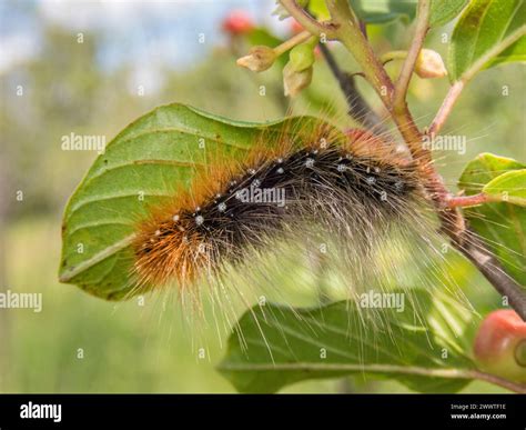 Garden tiger moth, Great tiger moth (Arctia caja), caterpillar, Germany ...