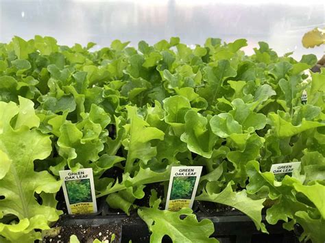 Oak leaf lettuce