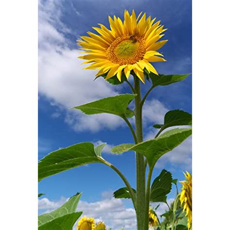 Skyscraper Sunflower Seeds - Grow Giant 15-20 ft Tall