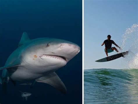 A surfer who was bitten in the face by a shark says the moment felt ...