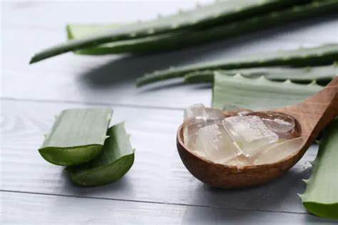 manfaat aloe vera gel untuk muka