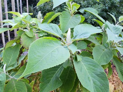 Leucosceptrum canum - Bird's Coca Cola Tree, 米团花 mi tuan hua | Hortus ...