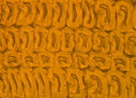 Java Black and White 的图像结果