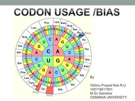 Image result for Codon Bias
