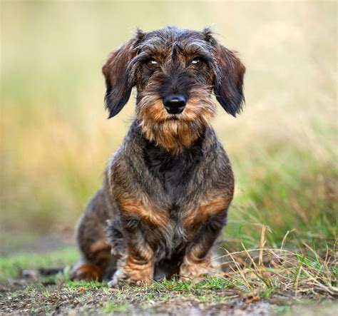 Wirehaired Dachshund Miniature Wirehaired Dachshund Stock Photo