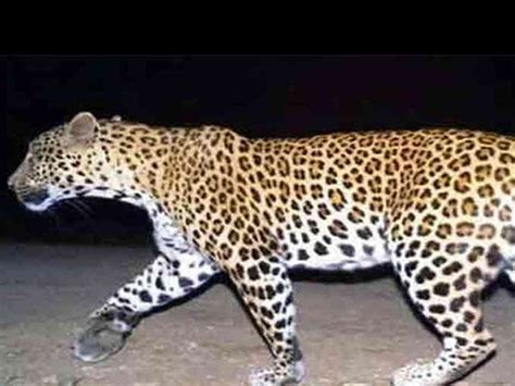 As if Sihore Panthak has become the abode of leopards, the commotion ...