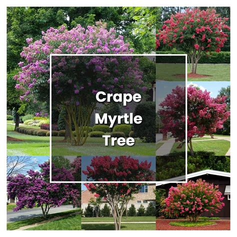 Where Does Myrtle Grow Best at Judy Roybal blog