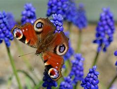 Image result for Bunny and Butterfly