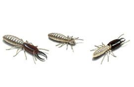 Anti Termite Treatment, Pre & Post Construction Termite Control ...