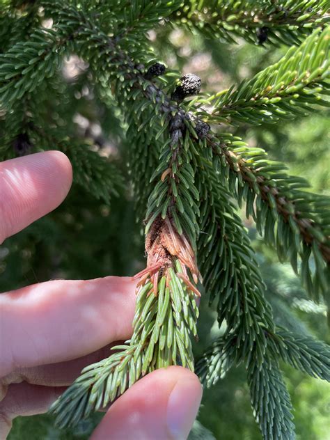 Black Hills Spruce Black Hills Spruce — Windbreak Trees