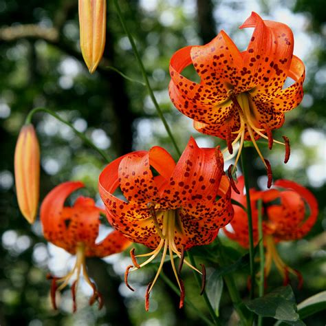 Turk's Cap Lily (Lilium superbum) | Showy Turk's Cap lilies … | Flickr