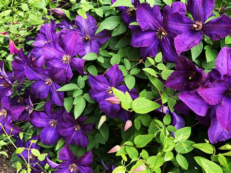 12 Best Perennial Vines to Grow in the Sun