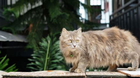 Las 10 razas de gatos más grandes del mundo: fotos y características