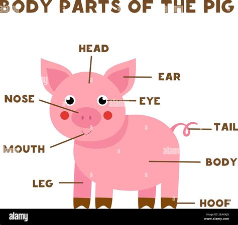 Printable Parts Of A Pig
