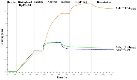 Dimeric Ankyrin with Inverted Module Promotes Bifunctional Property in ...