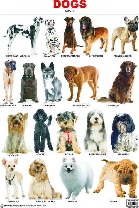 Indian Dog Breeds Chart