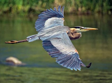 Blue Heron Flying