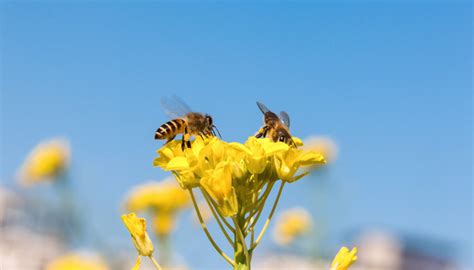 做梦被蜜蜂蛰了什么意思周公解梦 - 解梦命理 - 微文网(维文网)