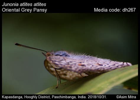 Junonia atlites | Butterfly