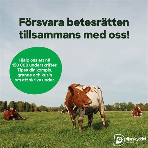 Djurskyddet... - Djurskyddet Västervik-Katthemmet Lyckan