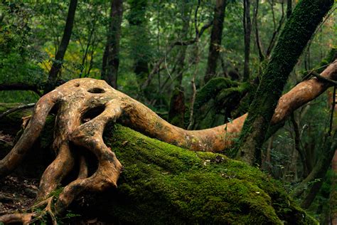 70-180mm F/2.8 Di III VXD (Model A056)- Tamron India