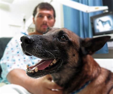 Dog Center Europe treats canine casualty | Article | The United States Army