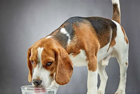 What Does It Mean When My Dog Wont Drink Water