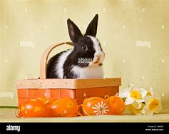 Image result for Bald Netherland Dwarf Rabbit