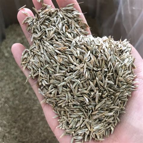Emerald Zoysia Grass Seed