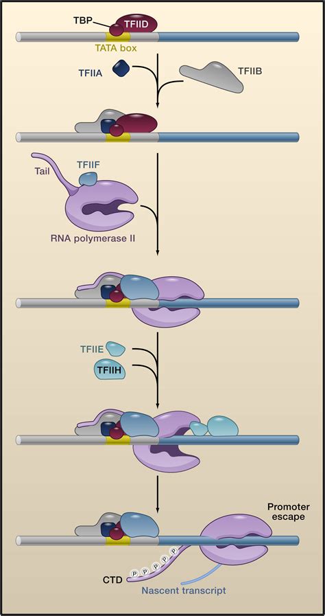 Paused RNA Polymerase II as a Developmental Checkpoint: Cell