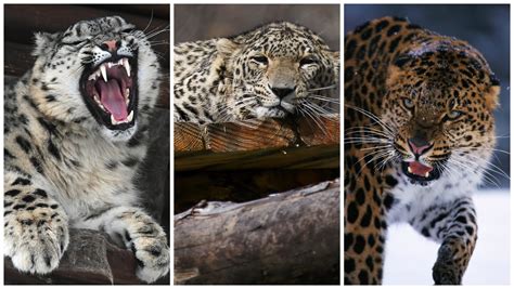 Types Of Leopards
