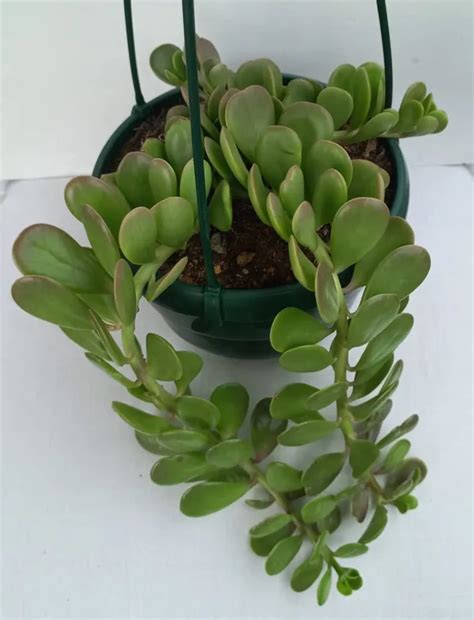 OrchidZone Hanging crassula trailing jade indoor plant Price in India ...
