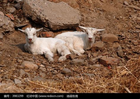 两只可爱的羊宝宝高清图片下载_红动中国