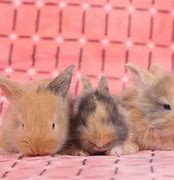 Image result for Fluffy Baby Rabbits