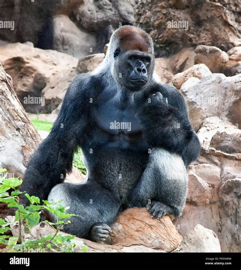 Huge Silverback Gorilla