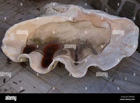 Image result for Clam Inside Shell Empty