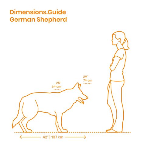 German Shepherd Dog Height Chart - Educational Chart Resources