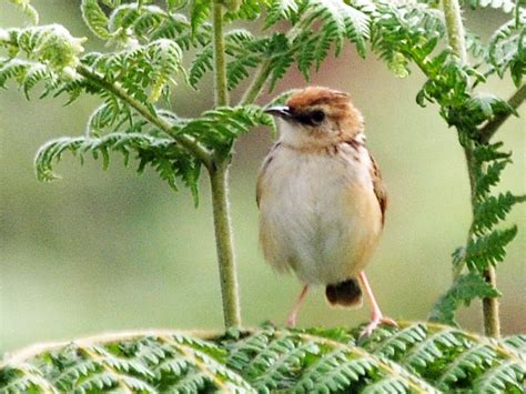 Pectoral-patch Cisticola - eBird